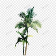 椰树素材 的图像结果