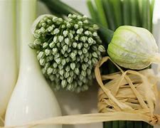 Image result for Onion/Garlic Chives