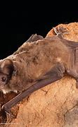 Image result for Largest Bat in History