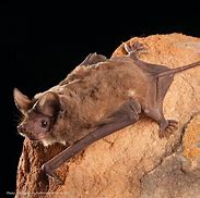 Image result for Nature Bat
