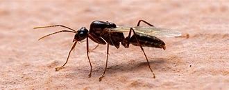 Image result for Ants That Fly