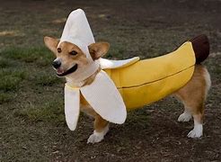 Image result for Animal Halloween Costumes