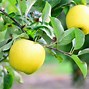 Image result for Japanese Apple Tree