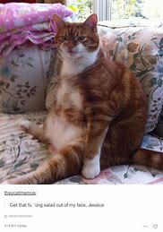 Image result for Funny Cat MEMeS