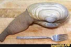 Image result for Geoduck Meme