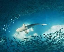 Image result for Best Fishing Wallpapers Shark