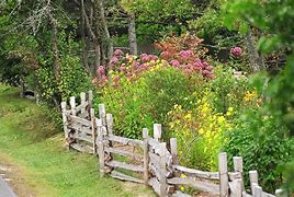 Image result for Rustic Flower Field