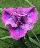 Image result for Iris sibirica Spindazzle