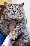 Image result for A Big Fat Cat