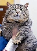 Image result for Fat Animal Memes