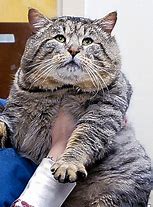 Image result for Funny Fat Cat Pictures