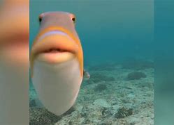 Image result for Triggerfish Meme