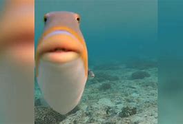 Image result for Fish Front View Meme