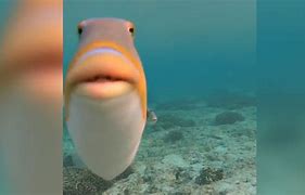 Image result for Crying Fish Meme