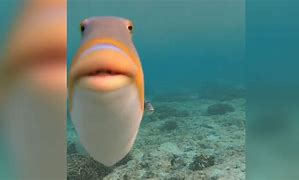 Image result for Chapped Lip Fish Meme