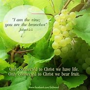 Image result for He Is the Vine We Are the Branches
