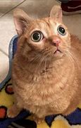 Image result for Cat Goopy Eye
