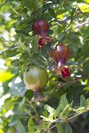 Image result for Pomegranate Tree-Planting