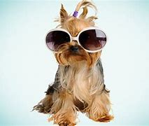 Image result for Wierd Cool Dog