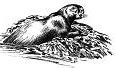 Image result for Otter Party