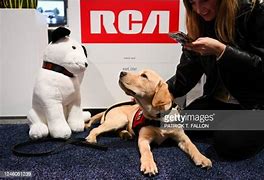 Image result for RCA Dog Chips