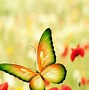 Image result for Windows 1.0 Wallpaper Download Butterfly