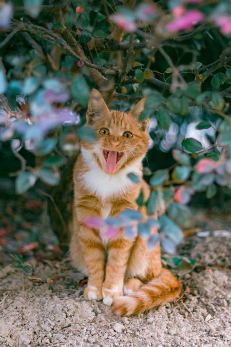 三斤猫粮一只3个月的橘猫能吃几天