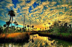 Image result for Florida Nature Florida Memory