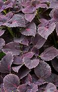 Image result for Dark Purple Leaf Plants