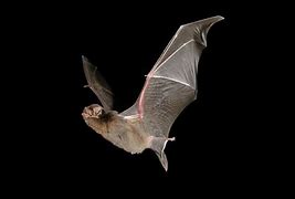 Image result for Large Bats in Australia