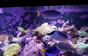 Image result for PinkTail Triggerfish