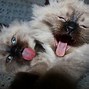 Image result for Kitten Yawning