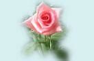 Image result for Pink Rose Wallpaper for iPhone