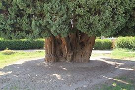 Image result for 4000 Year Old Tree Name