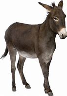 Image result for Donkey Images with White Background