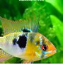 Image result for Euro Ram Fish