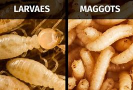 Image result for Termite Larvae vs Maggots