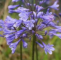 Image result for Agapanthus Sunfield