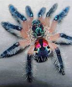 Image result for Brazilian Blue Tarantula