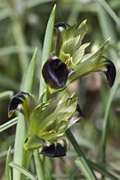 Image result for Iris tuberosa