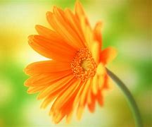 Image result for 3D Flower Wallpaper Backgrounds Computer