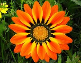 Image result for Manly Colored Flowers