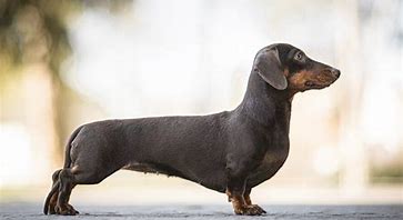 Image result for dachsunds