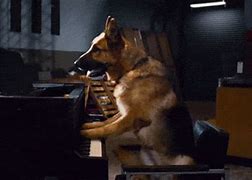 Image result for Dog Playing Piano Cartoon Meme