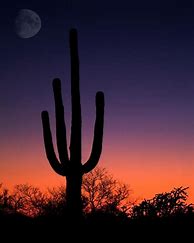 Image result for Arizona Cactus Desert Moon Background