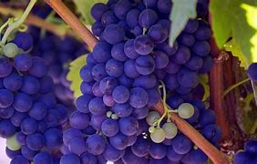 Image result for Tree Grape