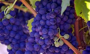 Image result for Sour Grapes Wine