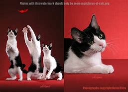 Image result for Black and White Bicolor Cat