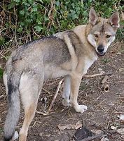 Image result for Dog Breeds That Look Like Wolves