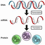 Image result for Protein Synthesis Structure